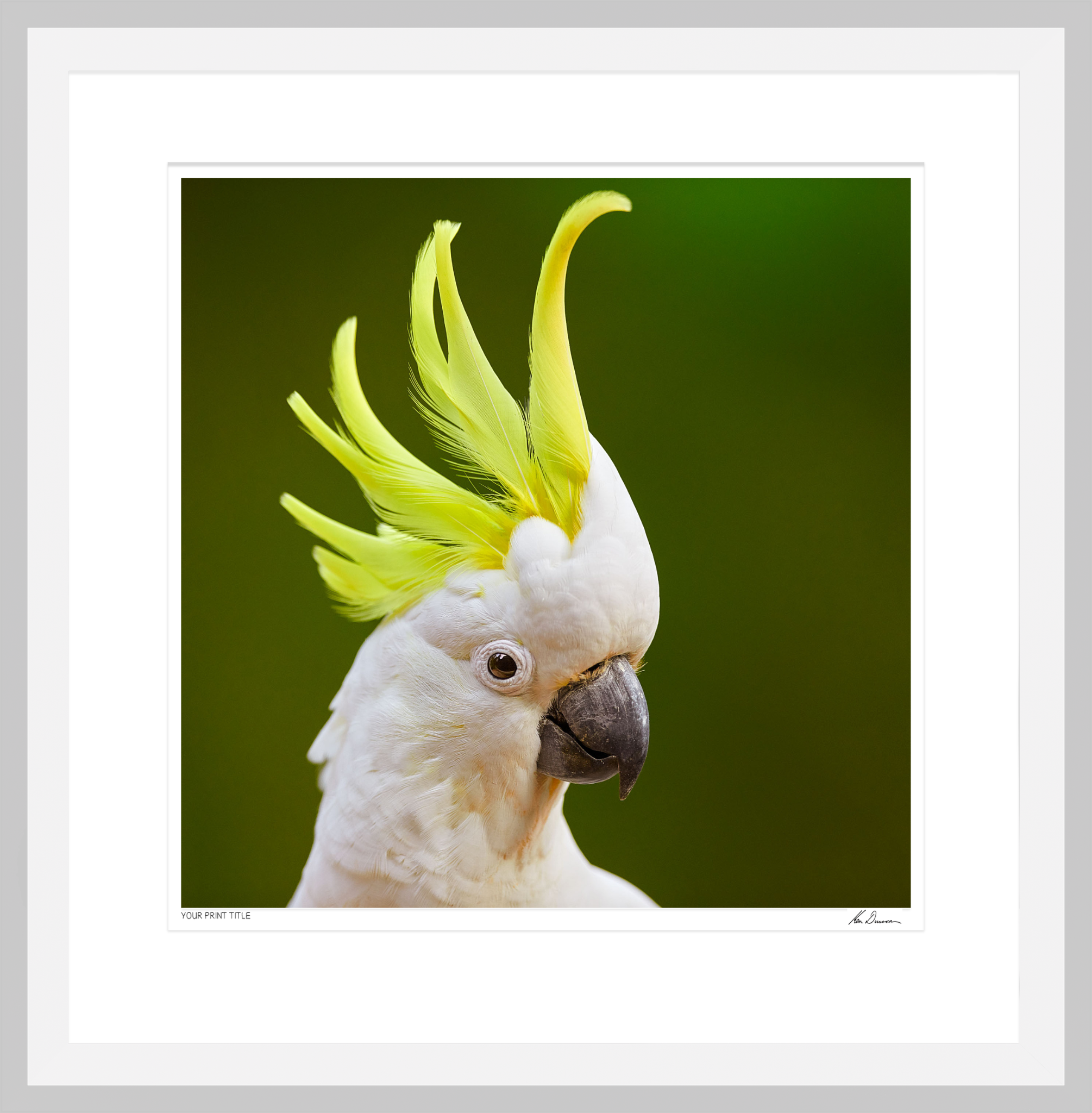 20inch Limited Edition Sulfur Crested Cockatoo. Framed Dimensions 790mm (h) X 775mm (w). Registration number 1552/2000