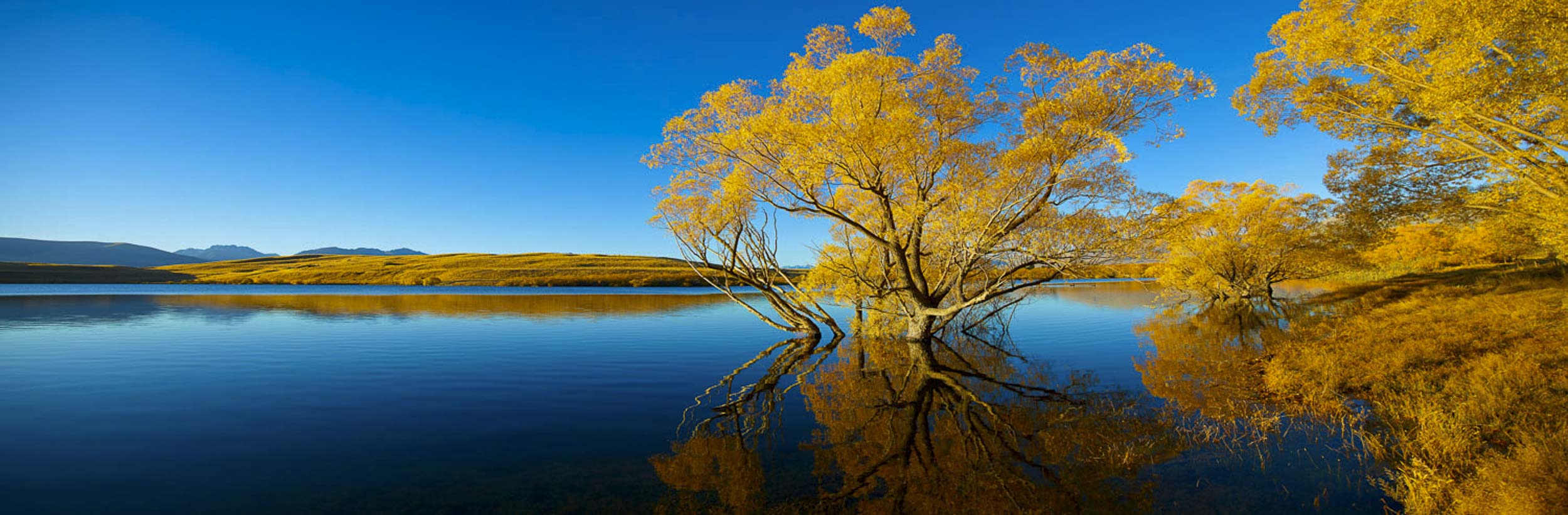 Autumn Gold, NZ